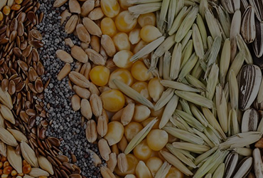 seeds