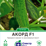 akord-ogirok-50nas