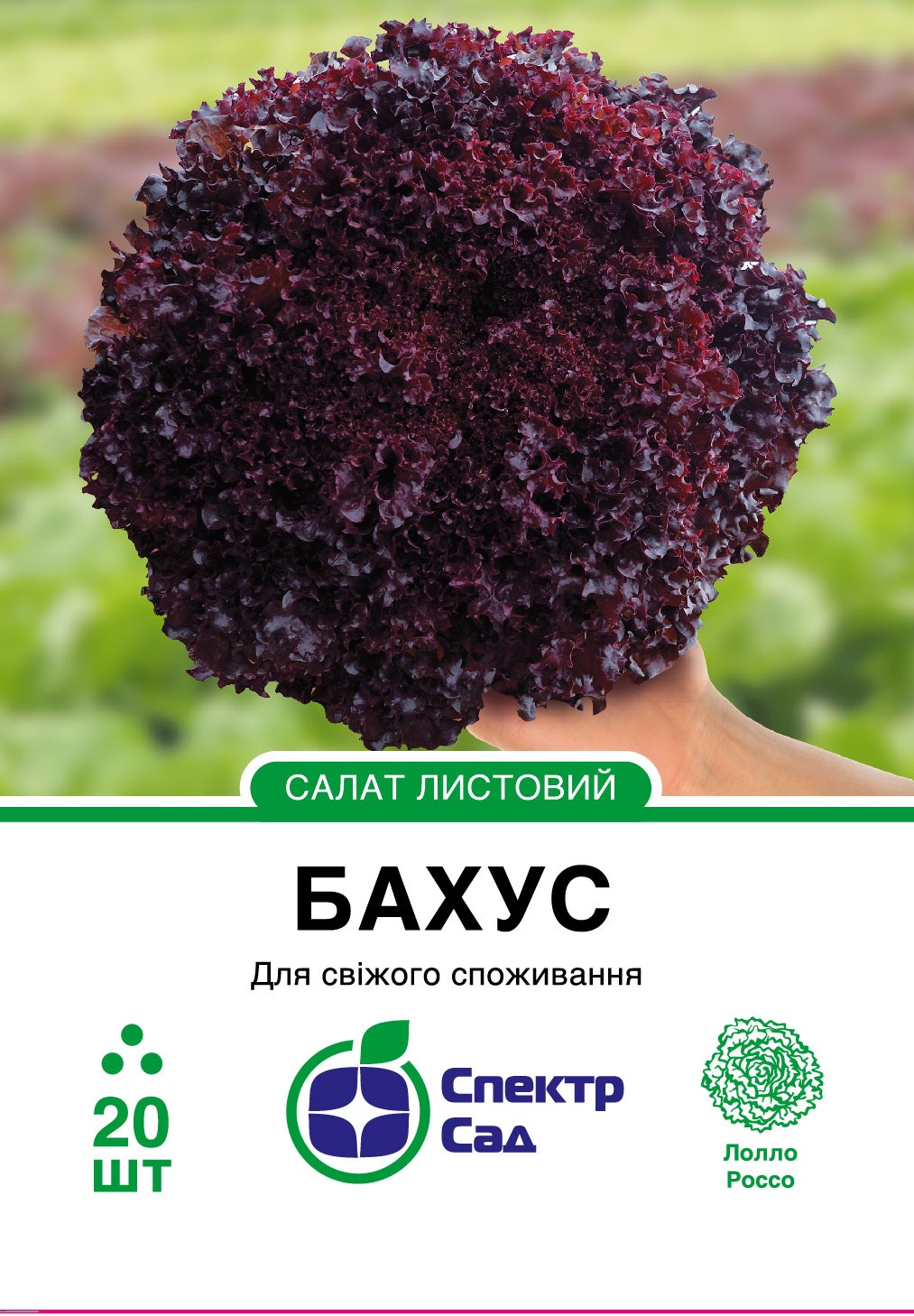 Bahus_20_175x138,112