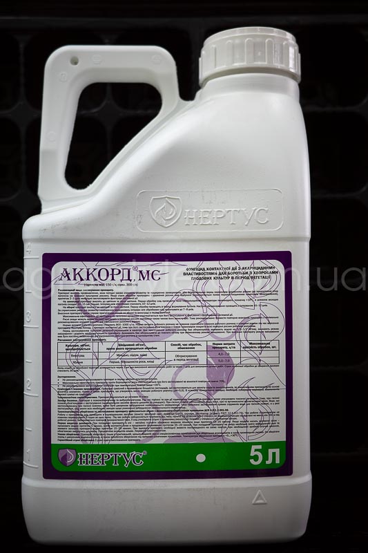 akkord-5l