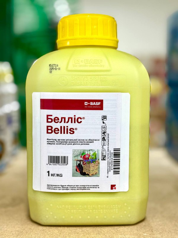 bellis-1kg